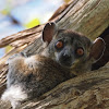 Red tailed Sportive Lemur