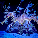 Leafy Lettuce Sea Dragon #1 by Gary Hanson -  