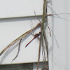 Red Darner Dragonfly