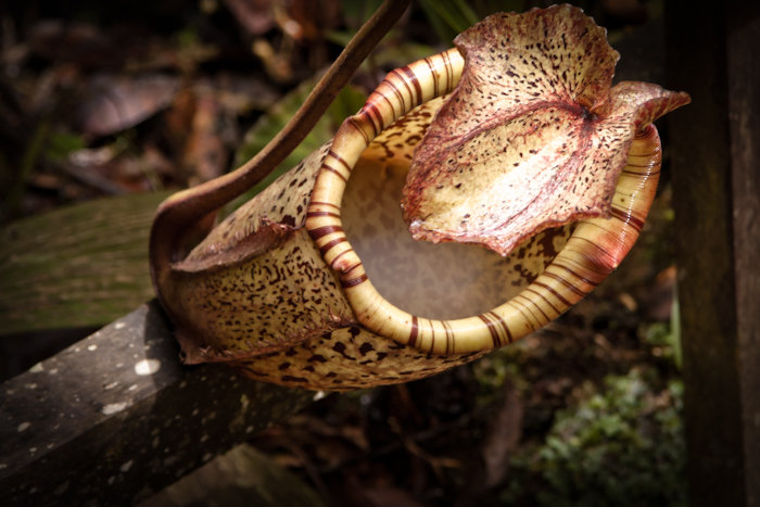 painted pitcher plant