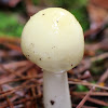 Mushroom