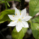 Starflower