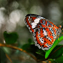 Orange Lacewing  Butterfly