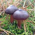 Reddish brown buttery collybia