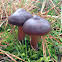Reddish brown buttery collybia