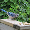 Bluejay