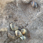 Small Periwinkle Snail