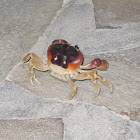 Blackback land crab