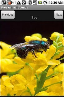 How to download Free Animal Sounds patch 1.0 apk for android