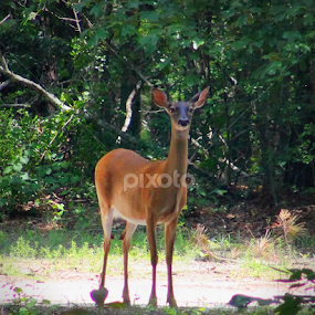 by BJ Williamson - Animals Other Mammals