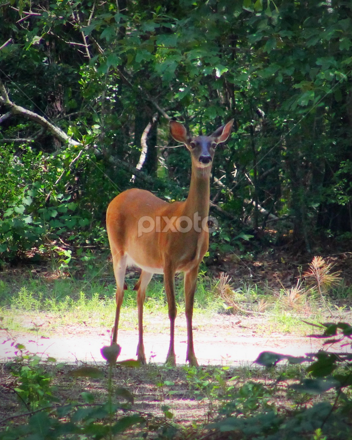 by BJ Williamson - Animals Other Mammals