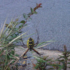 Black and yellow garden spider, Writing spider, or Corn spider