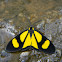 Polilla  Geometridae - Geometrid Moth