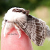 Large Tolype Moth