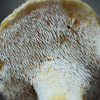 sweet-tooth or hedgehog mushroom