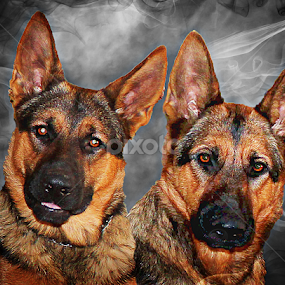 Ruger and Maggie by Dawn Vance - Animals - Dogs Portraits