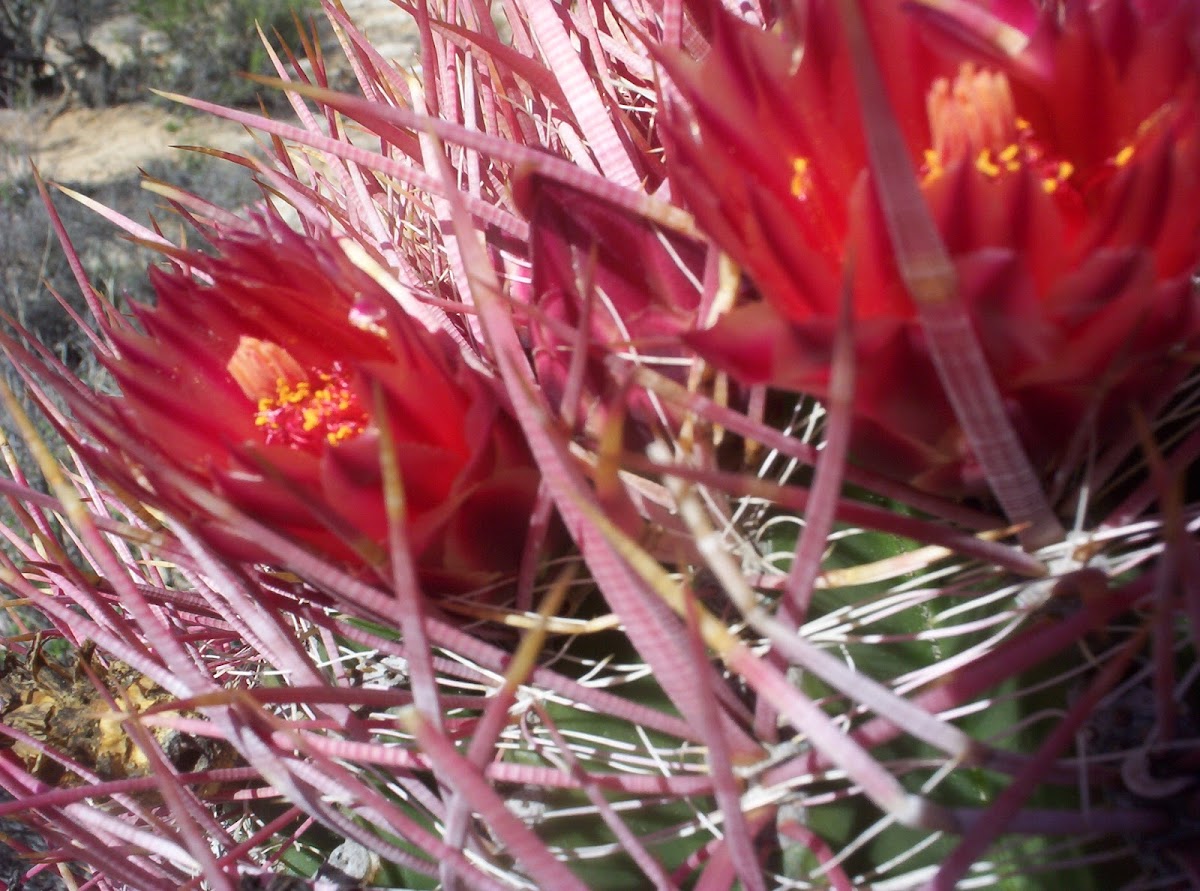 Fire Barrel Cactus