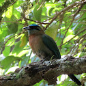 Blue-crowned Motmot