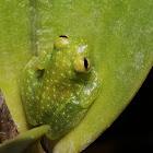 Glass frog on Orchid
