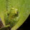 Glass frog on Orchid
