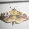 Linden-Leafroller Moth