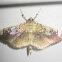 Linden-Leafroller Moth