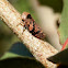 marmorated tree hopper