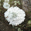 Xanthoparmelia Lichen