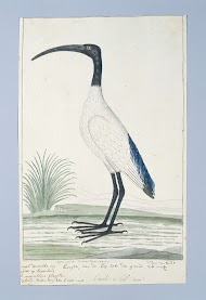 Threskiornis aethiopicus (Heilige ibis of Skoorsteenveër in Afrikaans)
