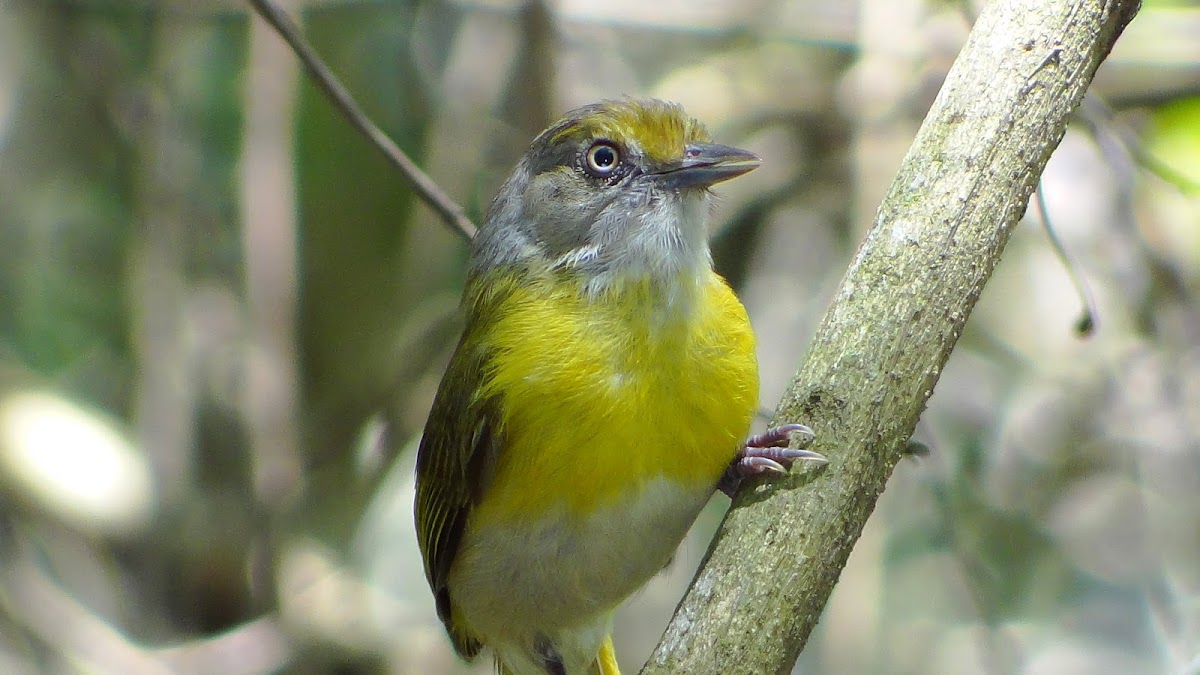 Lemon-chested Greenlet