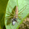 Lynx Spider