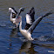 Australian Pelican