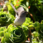 House Sparrow - female  