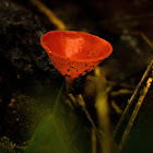 Scarlet Elf Cup or Scarlet Cup Fungus