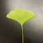 Ginko Biloba