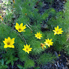 thread-leaved tickseed, whorled coreopsis, thread leaf coreopsis, pot-of-gold