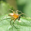 Male Lynx Spider