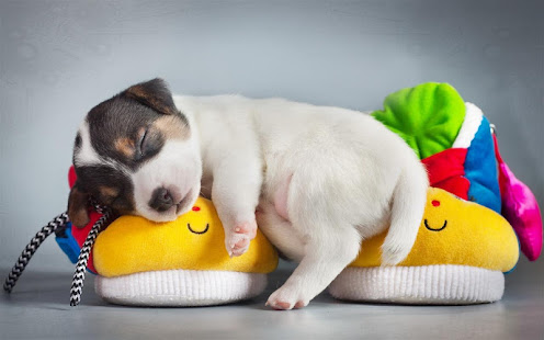 Q Puppy Live Wallpaper(圖7)-速報App