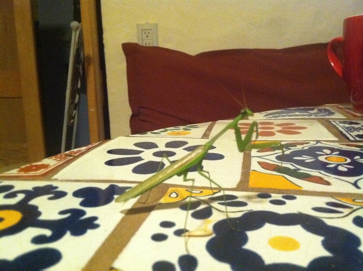 Praying Mantis