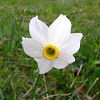 Star daffodil, gorski sunovrat