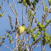 Yellow Finch