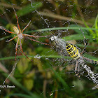 Wasp Spider male and female