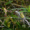 Wasp Spider male and female