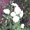 Hybrid white rose