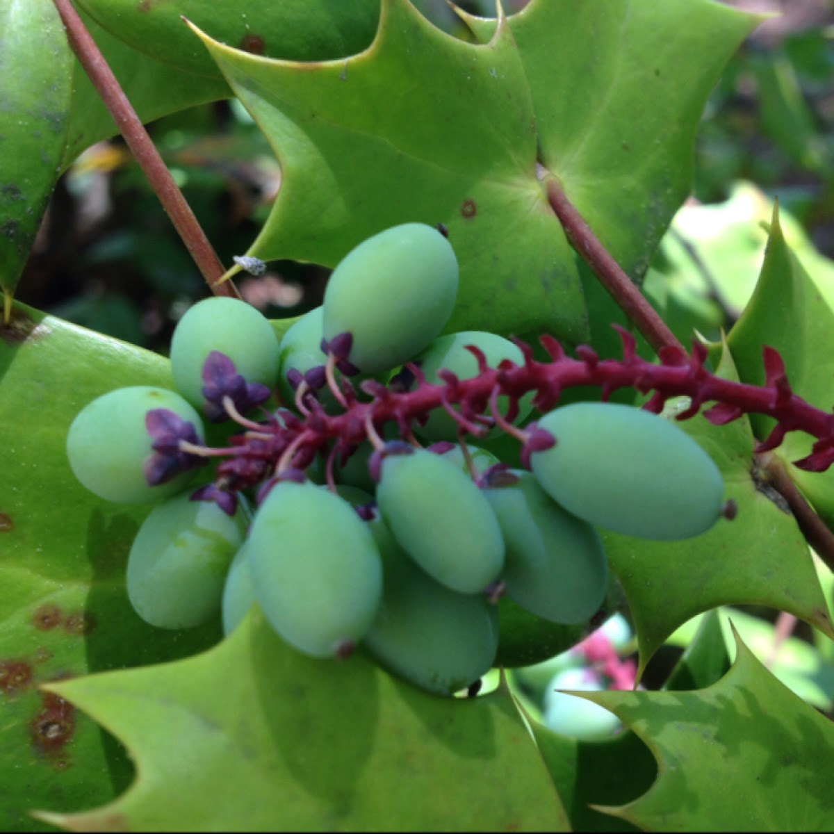 Leatherleaf Mahonia (aka Oregon Grape)