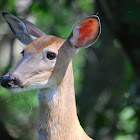 White-tailed deer (Doe)