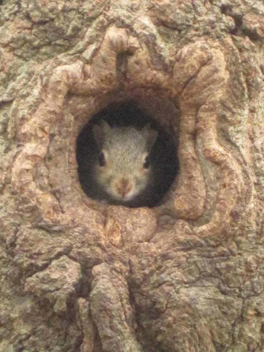 Eastern Gray Squirrels and nest