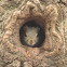 Eastern Gray Squirrels and nest