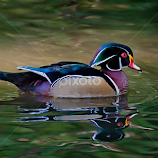 Wood Duck at Dusk by David Hammond -  