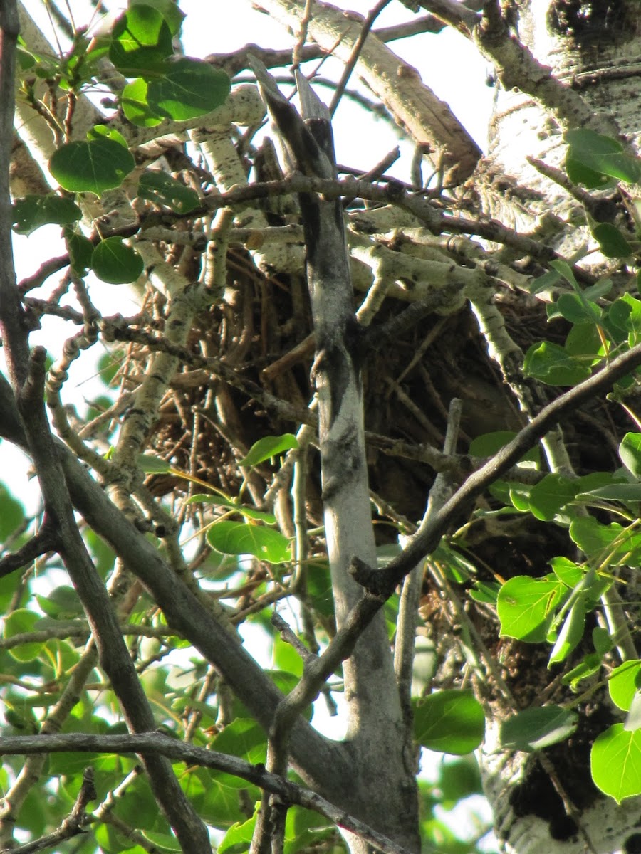 Unknown Nest